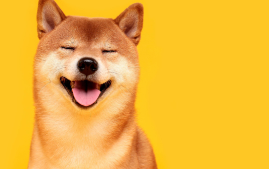 This Week on Crypto Twitter: Musk Goes Full Dogecoin, Pumping the Memecoin